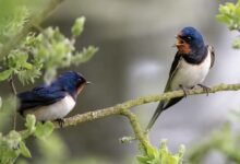 घने जंगल और शांत माहौल इसे बर्डवॉचिंग के लिए आदर्श बनाते हैं