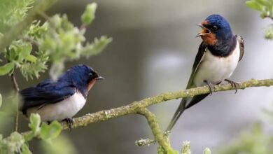 घने जंगल और शांत माहौल इसे बर्डवॉचिंग के लिए आदर्श बनाते हैं