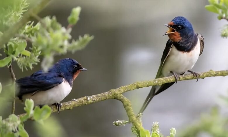 घने जंगल और शांत माहौल इसे बर्डवॉचिंग के लिए आदर्श बनाते हैं
